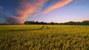 Kilkenny TD hails 'historic vote for nature' as Nature Restoration Law approved in EU Environment Council