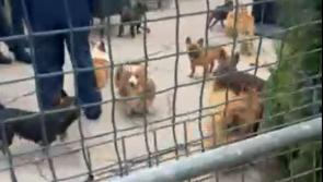 VIDEO: Dogs seized over welfare concerns in Kilkenny