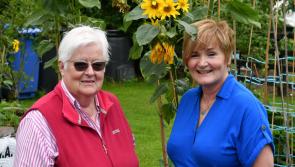 Picture Gallery:  Summer Party at Callan's Droichead Resource Centre