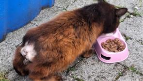 Cat that was found being eaten alive given new lease of life in Kilkenny