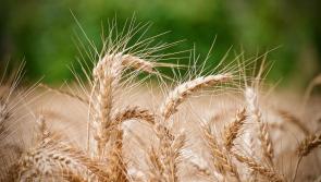 Lower 2023 cereal harvest predicted by Teagasc