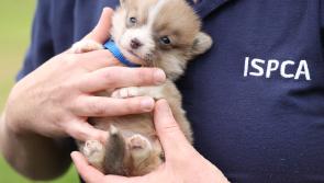Fifteen complaints to ISPCA lodged in Kilkenny so far in 2023