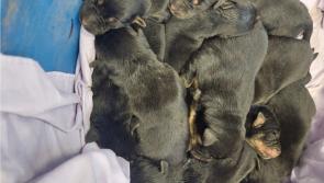 Ten one-week-old puppies 'dumped' on Mount Leinster