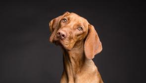 Urgent call for rehoming as dog shelter in Kilkenny is full to capacity