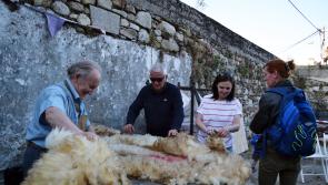 First sheep shearing in town in Kilkenny for a generation!