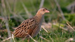 Kilkenny  Minister welcomes positive soundings for the return of the corncrake
