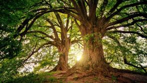 Native tree trail to be launched in Kilkenny village this weekend
