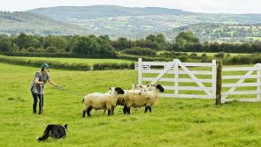 Gallery: Check out the sheepdogs in action at the National Trials in Kilkenny