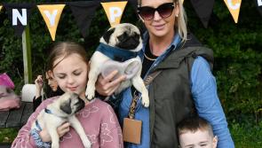 Gallery: Check out the cutest pugs in Kilkenny's Castle Park 