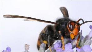 Concern raised over potential threat of invasive predatory hornets to Kilkenny