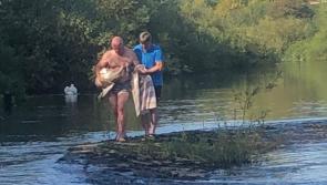 Dog attack kills cygnet from much-loved swan family in Kilkenny