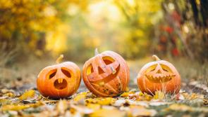 Other pumpkins aren't a patch on Kilkenny! Local patch deemed Ireland's best