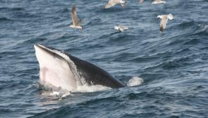 'Lack of political action is biggest threat to our oceans' 