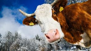 Ballyhale farm to host Teagasc 'get winter ready' event