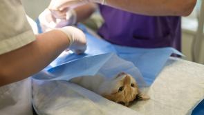Major announcement expected on long-sought veterinary college for Kilkenny today