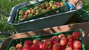 Community apple pressing initiative in Kilkenny this weekend