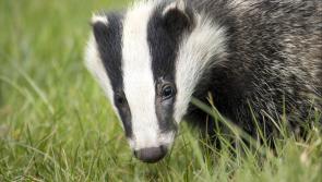 More than fifty badgers culled so far this year in Kilkenny