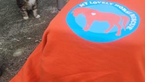 Purr-fect Kilkenny cat rescue