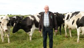 ICMSA flag next Wednesday as ‘Deadline Day’ for National Dairy Beef Welfare Scheme - Kilkenny Farming
