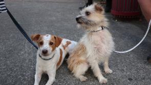     ‘Adopt, Don’t Shop’ as shelters continue to deal with huge numbers of unwanted dogs - Kilkenny Live