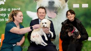 Minister announces funding for animal rescue centres  - Kilkenny Live