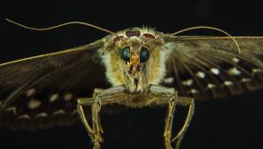 Popular Christmas food recalled from supermarkets 'due to the possible presence of moths'