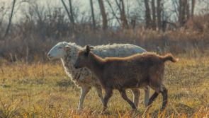 Sheep and goat census forms on the way to Kilkenny farmers