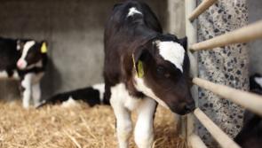 Kilkenny farm to host CalfCare programme event
