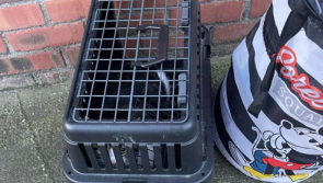 'Please just let us know it’s safe' - Rescue appeals for information on cat taken from path