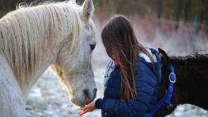 Kilkenny farmers and horse owners - be aware of risks to animals during current cold weather