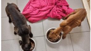 Emaciated puppies rescued from bog as 400 dogs surrendered to Irish charity since Christmas