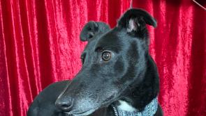 Opinion: With more abandoned dogs, it is  important to ‘adopt, not shop’  - Kilkenny Live