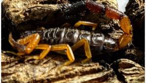 WATCH: New home for scorpion which travelled from Kenya to Ireland in woman's bag