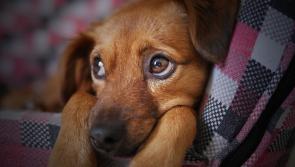 'We are begging' - Dogs Trust fears abandonment crisis as hundreds of pets surrendered in just 1 month