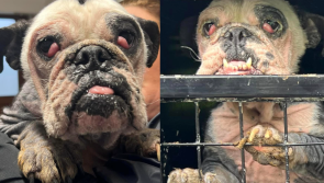 'Someone did this to her' - Donations needed to help badly neglected dog with severe mange