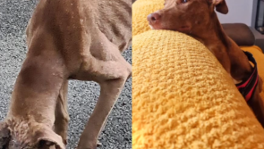 Dog who survived brutal axe attack by 'human monster' ready to be adopted