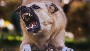 ISPCA warns Kilkenny dog owners to be 'on guard' as lambing season approaches