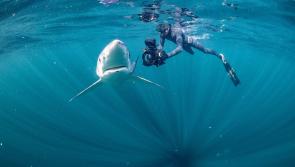 World-renowned underwater cameraman to perform live show in Kilkenny