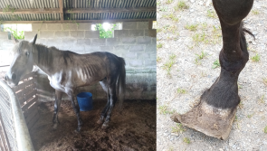 Big fine and jail time for 60 year old woman who kept horses in 'emaciated' state