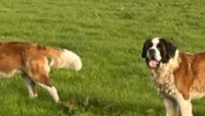 Kilkenny hurling great issues appeal to find missing dogs