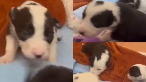 Name these puppies - MADRA dog rescue asks public to help name 8 rescued pups