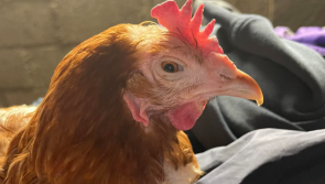 'Please help if you can' - Animal rescue begs people to rehome hens due to be slaughtered