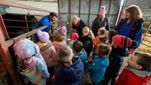 Preschool kids' day out on Kilkenny dairy farm