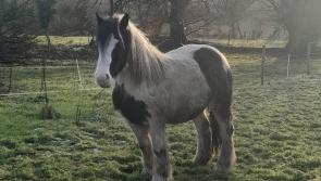 Can you help find Holly? - Kilkenny Live