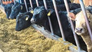 Kilkenny farmers advised to do a fodder budget and  secure winter stocks   