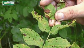 Kilkenny farmers to benefit from €79.5 million support package for Ash Dieback Disease 
