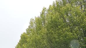 Concerns raised over removal of trees for Loughmacask link road in Kilkenny