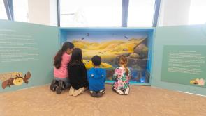 GALLERY: Check out the Puffin Rock exhibition at the Mayfair in Kilkenny
