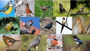  Bird enthusiasts invited to Kilkenny's Castle Park for the dusk chorus