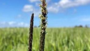 Kilkenny Farming advice - Take action on black grass 